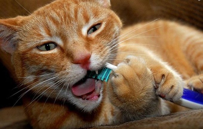 Кошки, о чьих зубах заботились их владельцы, менее подвержены появления кариеса или камней