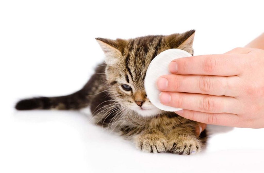 Мази наносятся на глаза кошке с помощью ватных дисков или марли
