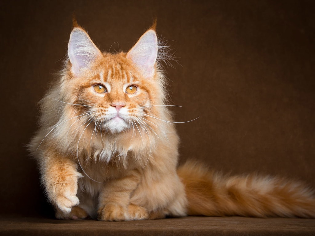 Мейн куны считаются одной из самых живучих пород кошек