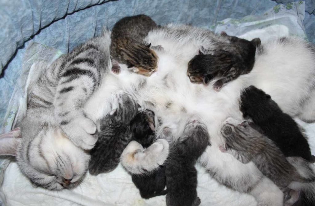 На восстановление и откармливание родившихся котят у кошки уходит около шестидесяти дней