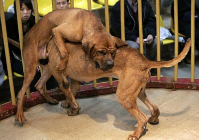 На данный момент собачьи бои находятся в Японии под запретом