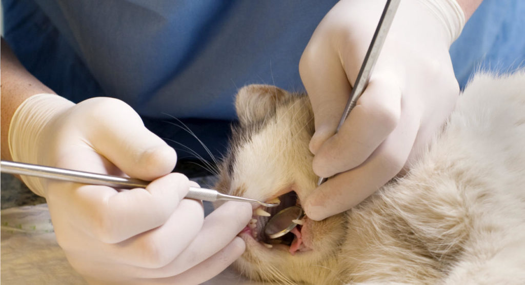 На приеме у стоматолога с целью удаления камней оказываются кошки самых разных возрастов