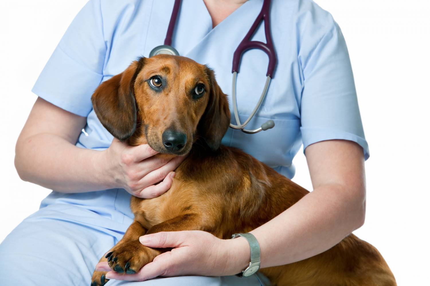 Наличие у собаки выделений неестественной консистенции требует ее осмотра в ветеринарной клинике