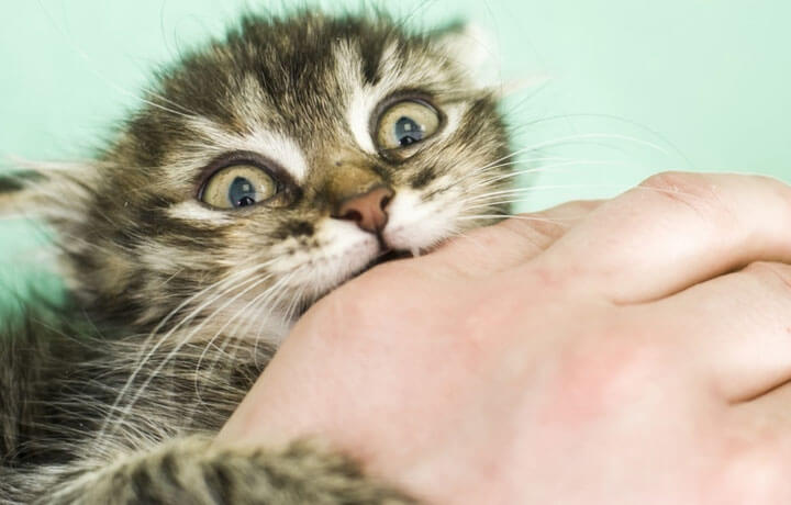 Не все коты положительно реагируют на тактильный контакт