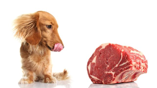 Недостаток мяса в рационе собаки может приводить к серьезным последствиям наподобие асцита