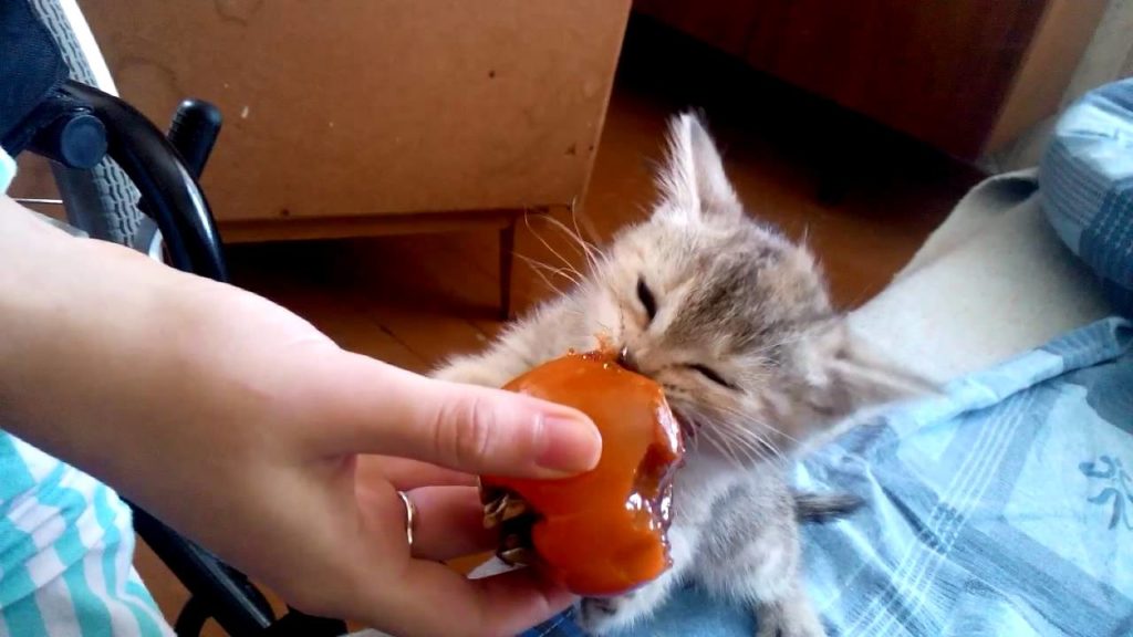 Некоторые котята предпочитают яблокам хурму