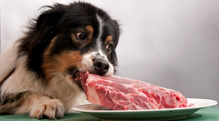 Несмотря на пользу мяса для собаки, на время восстановления кишечника питомцу следует отказаться от него