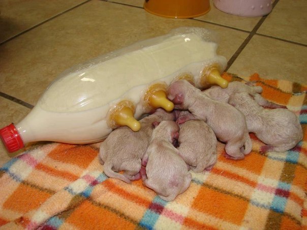 Новорожденные щенки должны потреблять пищу каждые три часа