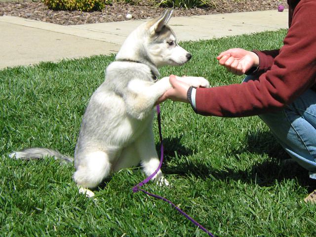 Обучая щенков не забывайте о поощрениях и лакомстве, чтобы облегчать питомцу тренировки