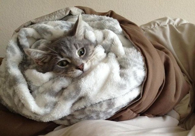 Одним из эффективных способов успокоения кота является заворачивание питомца в плотное одеяло