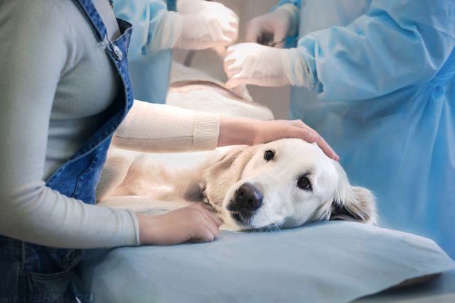 Операции делаются собакам в основном на запущенных стадиях бурсита