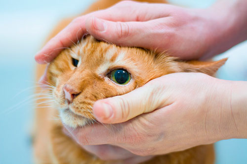 Определить эффективный способ лечения ветеринар сможет только после детального обследования глаз животного