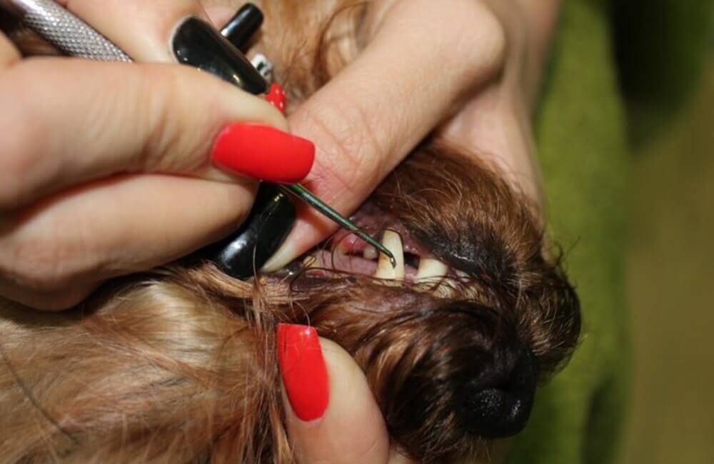Очистка зубов собаки с помощью скалера является трудной процедурой, требующей сноровки