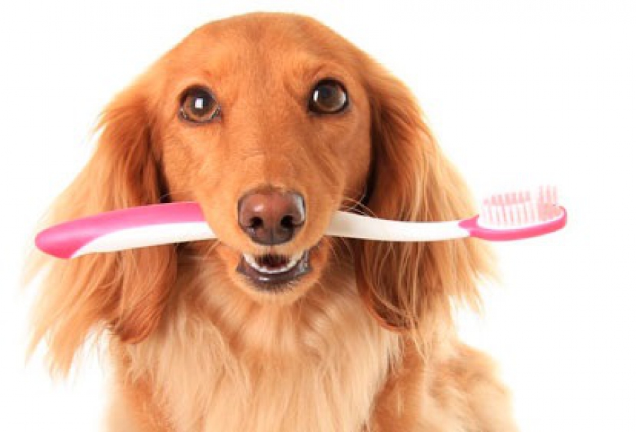 Очистку зубов собаки желательно проводить еженедельно