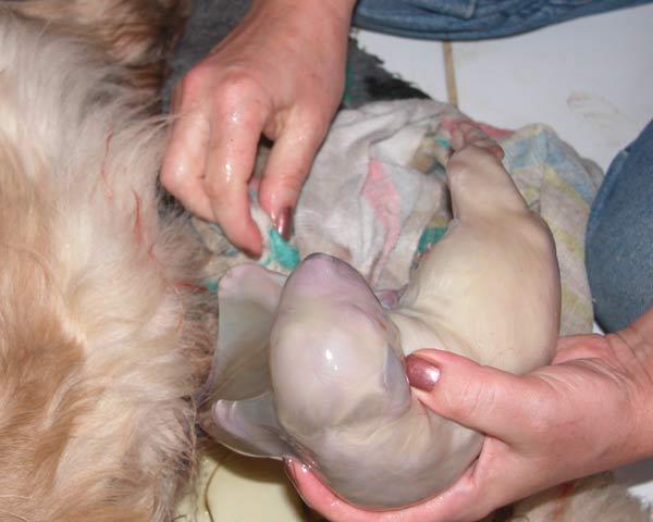 Очищение щенка от околоплодного пузыря