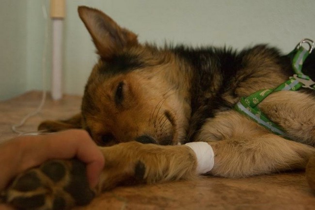 Парвовирусный энтерит является опасным заболеванием, быстро истощающим собаку