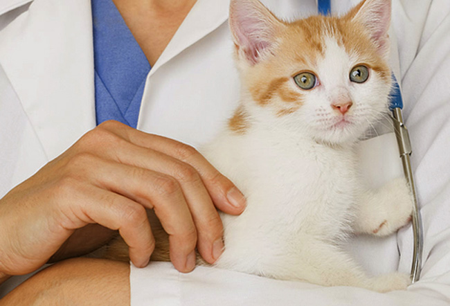 Перед назначением лечения ветеринар должен осмотреть питомца на предмет скрытых недугов