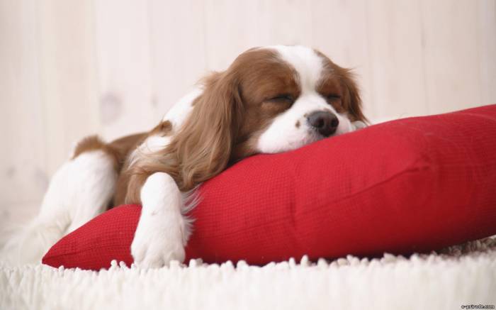 Перед сном щенку желательно давать легкую пищу, которая не вызовет у него дискомфорта