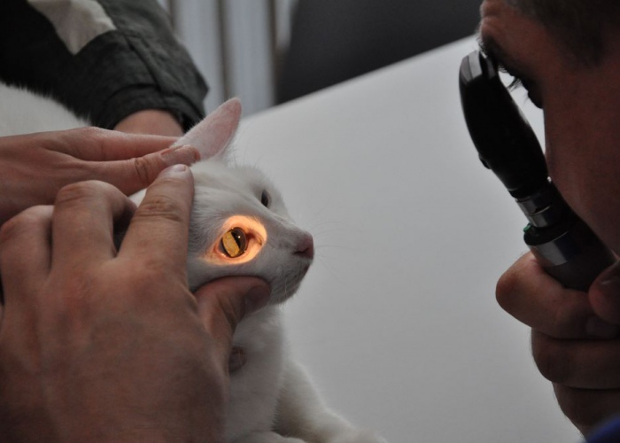 Перед тем, как поставить диагноз врач тщательно осматривает кота и назначает ряд анализов