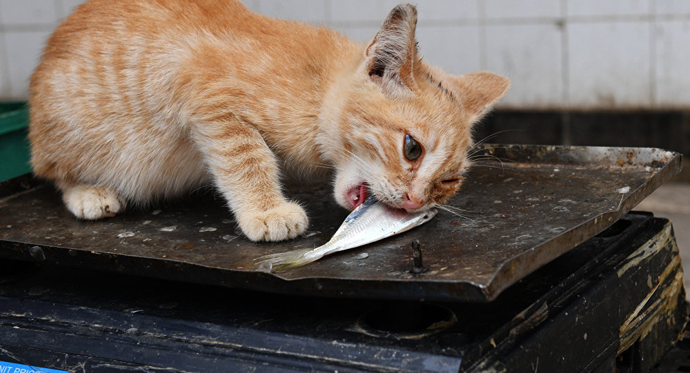 Переход на правильное питание требует от хозяина тщательно следить за реакцией котенка на разные продукты