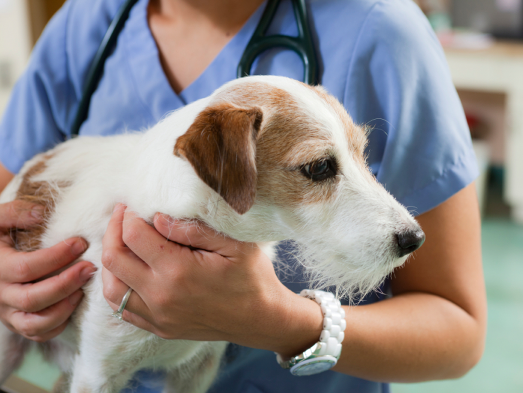 Плановые осмотры у ветеринара позволяют вовремя среагировать на скрытые заболевания