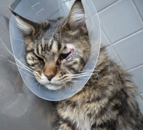 По окончанию операции на кота сразу надевают защитный воротник