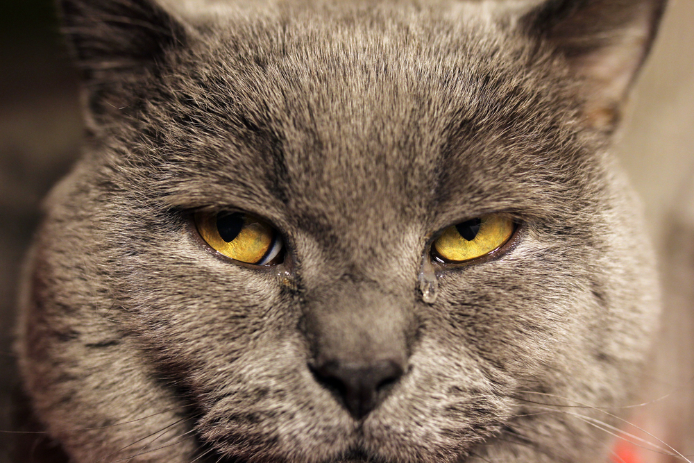 Повышенная слезливость может указывать как на пожилой возраст кошки, так и на наличие у нее болезней, связанных с глазами