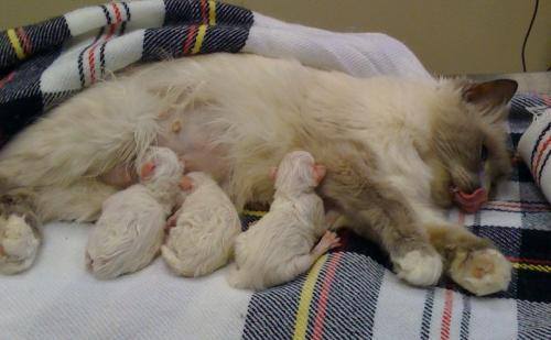 Подпитываясь материнским молоком котята поддерживают иммунитет на приемлемом уровне