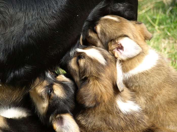 Подсосные щенки питаются только материнским молоком или его заменителями