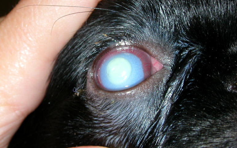 Помутнение роговицы может привести к слепоте собаки