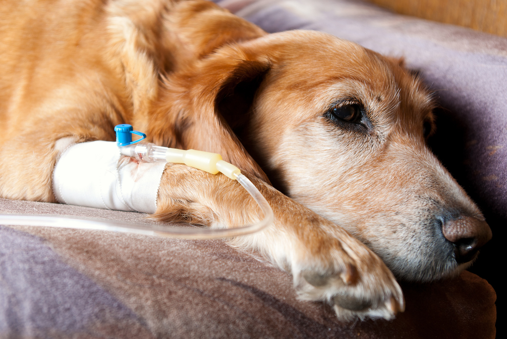 После операции собака должна пройти обязательный восстановительный курс из инъекций