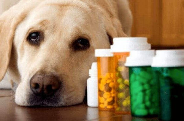 После операции собакам непременно назначается курс антибиотиков
