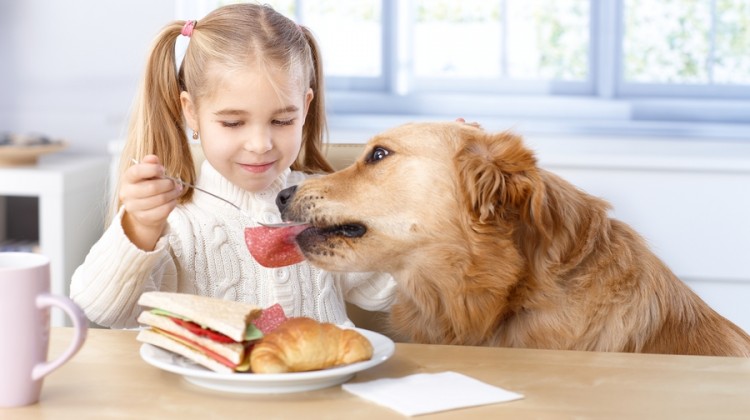 Правильное кормление собаки позволит во многом уберечь ее от вздутия живота