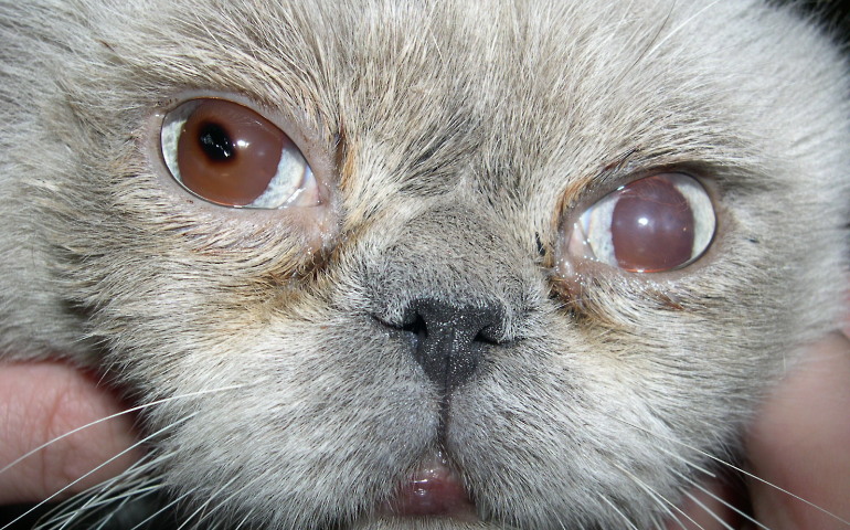 Предотвратить большинство проблем с глазами у кота помогут правильные условия содержания