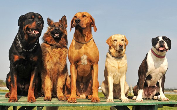Предрасположенность крупных собак к проблемам с ЖКТ объясняется их физиологией и строением связок
