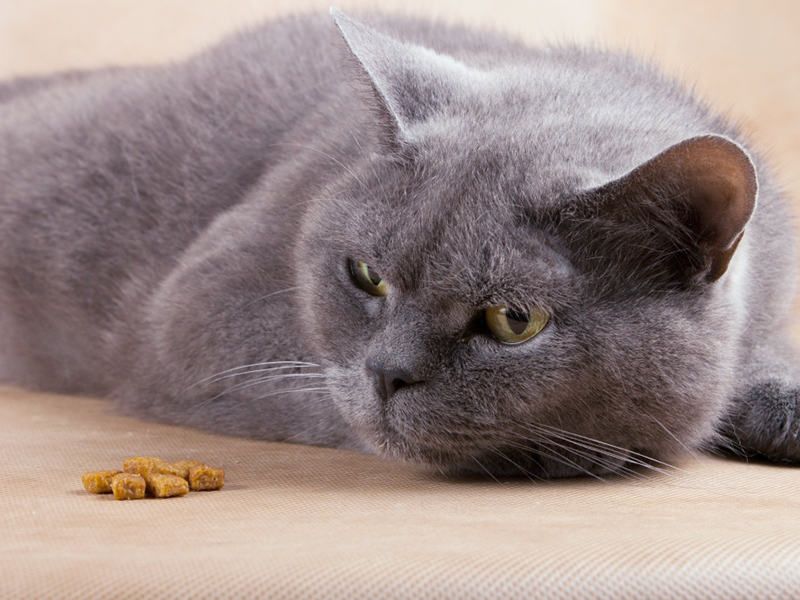 При вхождении в продромную стадию кошки часто теряют интерес к пище