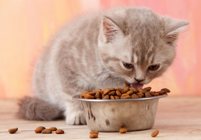 При переходе с материнского молка на другие типы кормления у котенка часто страдает желудок