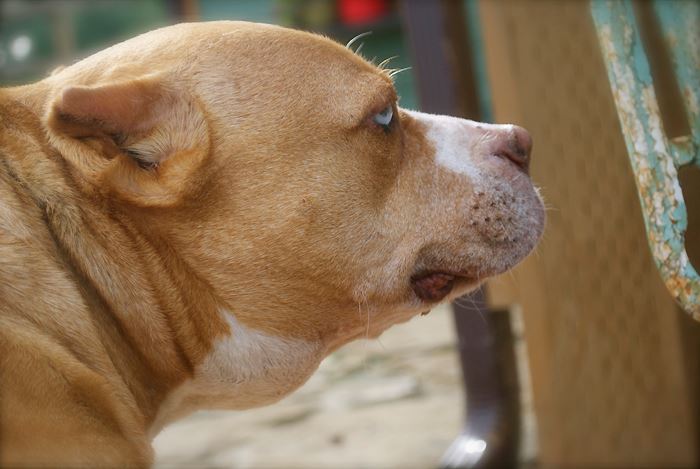 При развитии тяжелой формы аденовируса у собак могут воспалятся и опухать лимфоузлы