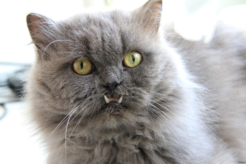 Пример неправильного прикуса у кошки, при котором нижняя челюсть выступает вперед