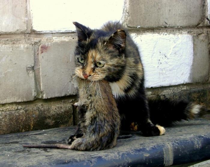 Приручение бездомной кошки требует от человека самодисциплины и определенных навыков