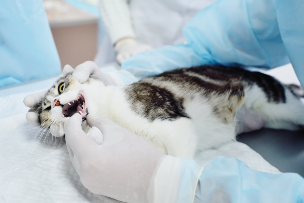 Распознать какое-либо заболевание полости рта сможет лишь ветеринар-стоматолог