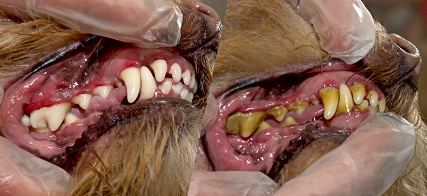 Результаты чистки зубов собаки