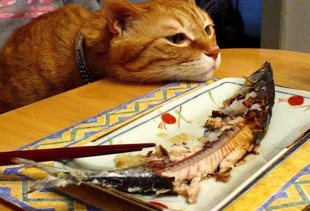 Рыбу коты должны есть не чаще раза в неделю