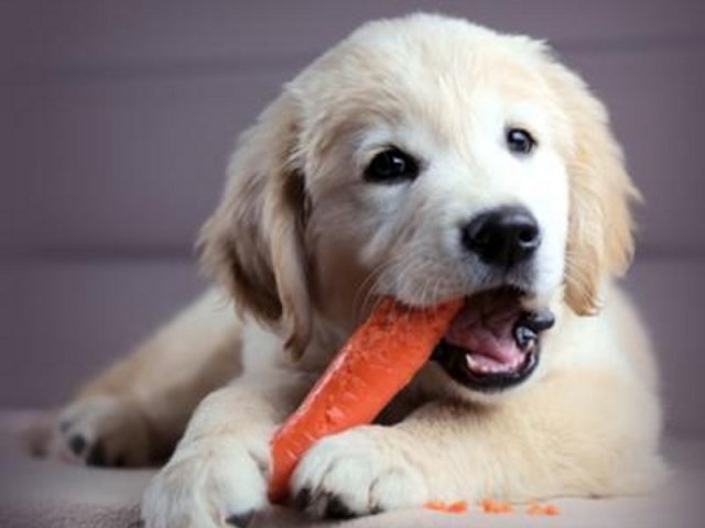Собакам нежелательно потреблять морковь и прочие продукты с высоким содержанием каротина в силу неспособности его усвоить
