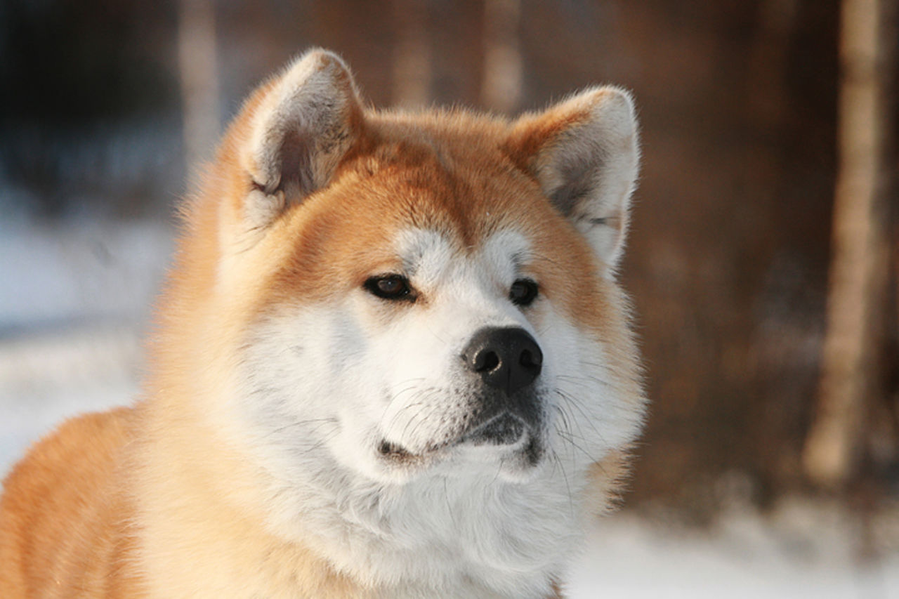 Собакам породы Акита-Ину важны близкие отношения с хозяином