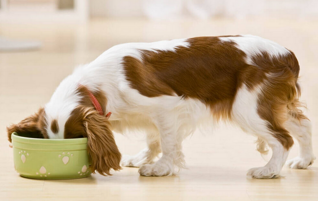 Соблюдение графика приемов пищи способствует улучшению работы пищеварения собаки