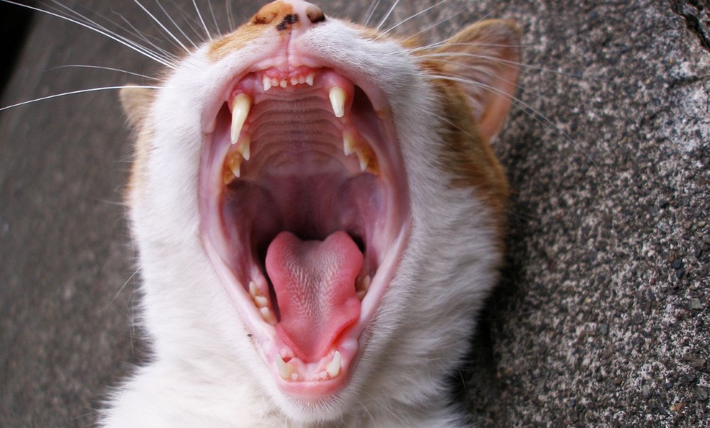 Состояние кошачьих зубов меняется на протяжении всей жизни животного