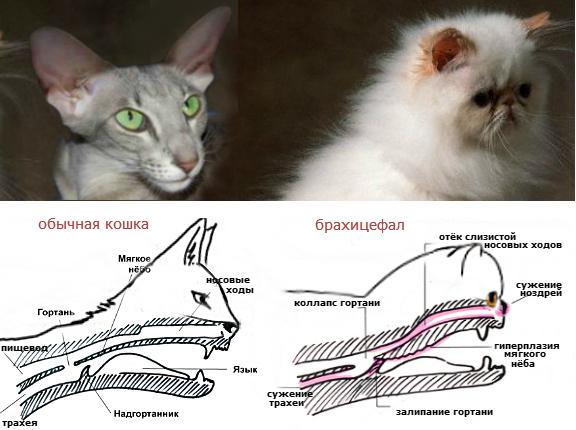 Сравнение черепов обычной кошки и кошки-брахицефала