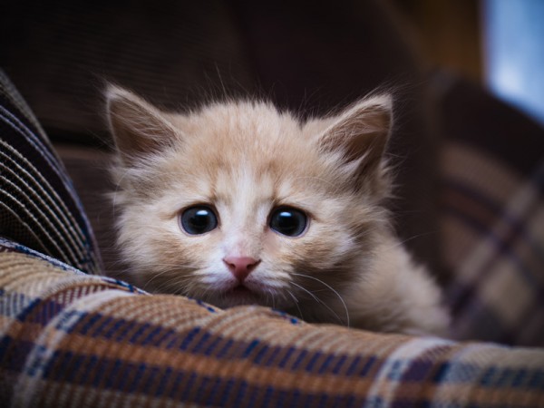 Страхи, пережитые котенком в раннем детстве, становятся причиной неадекватного реагирования в дальнейшем