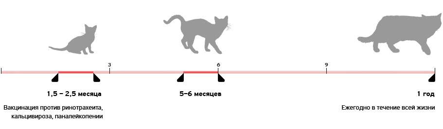 Схема вакцинации котят от рождения до года